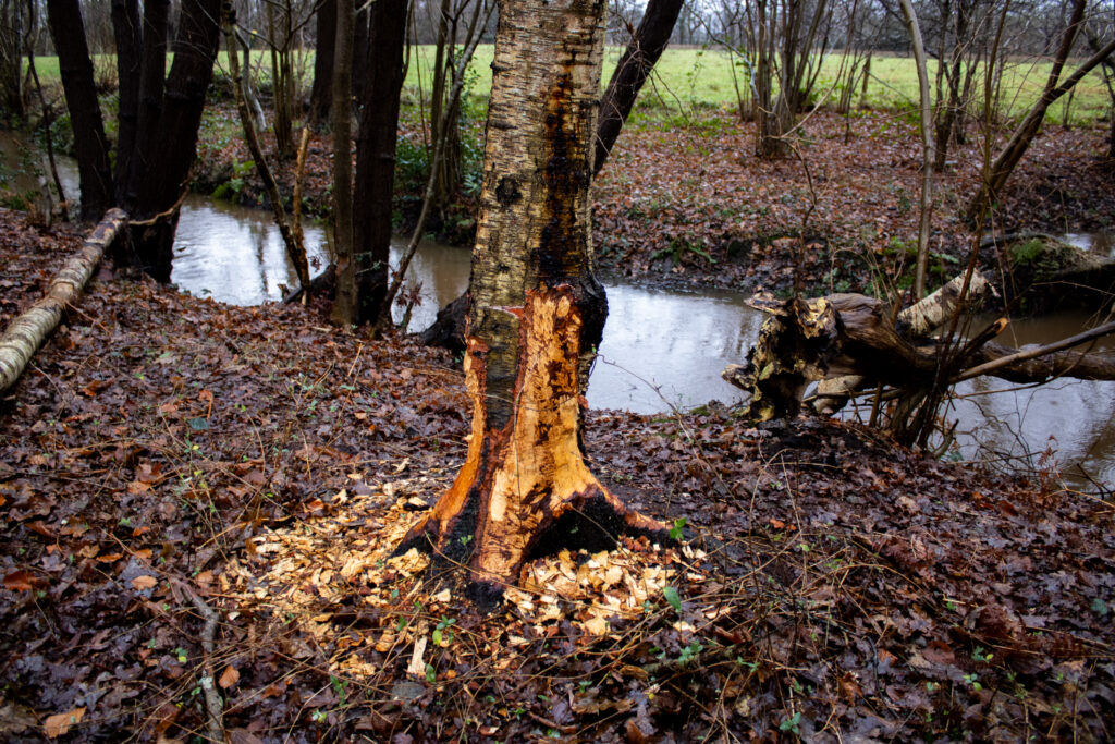 Boom aan oever. Een bever heeft aan de bast geknaagd.